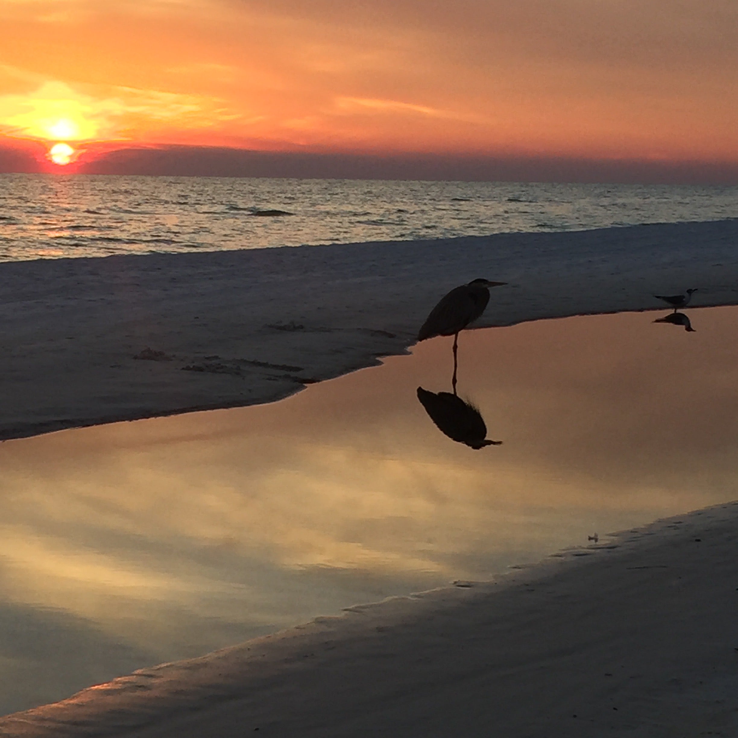 Beach Reflection with Bird – Premium Matte Landscape Print