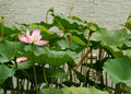 Lilly in the Pond – Premium Matte Landscape Poster