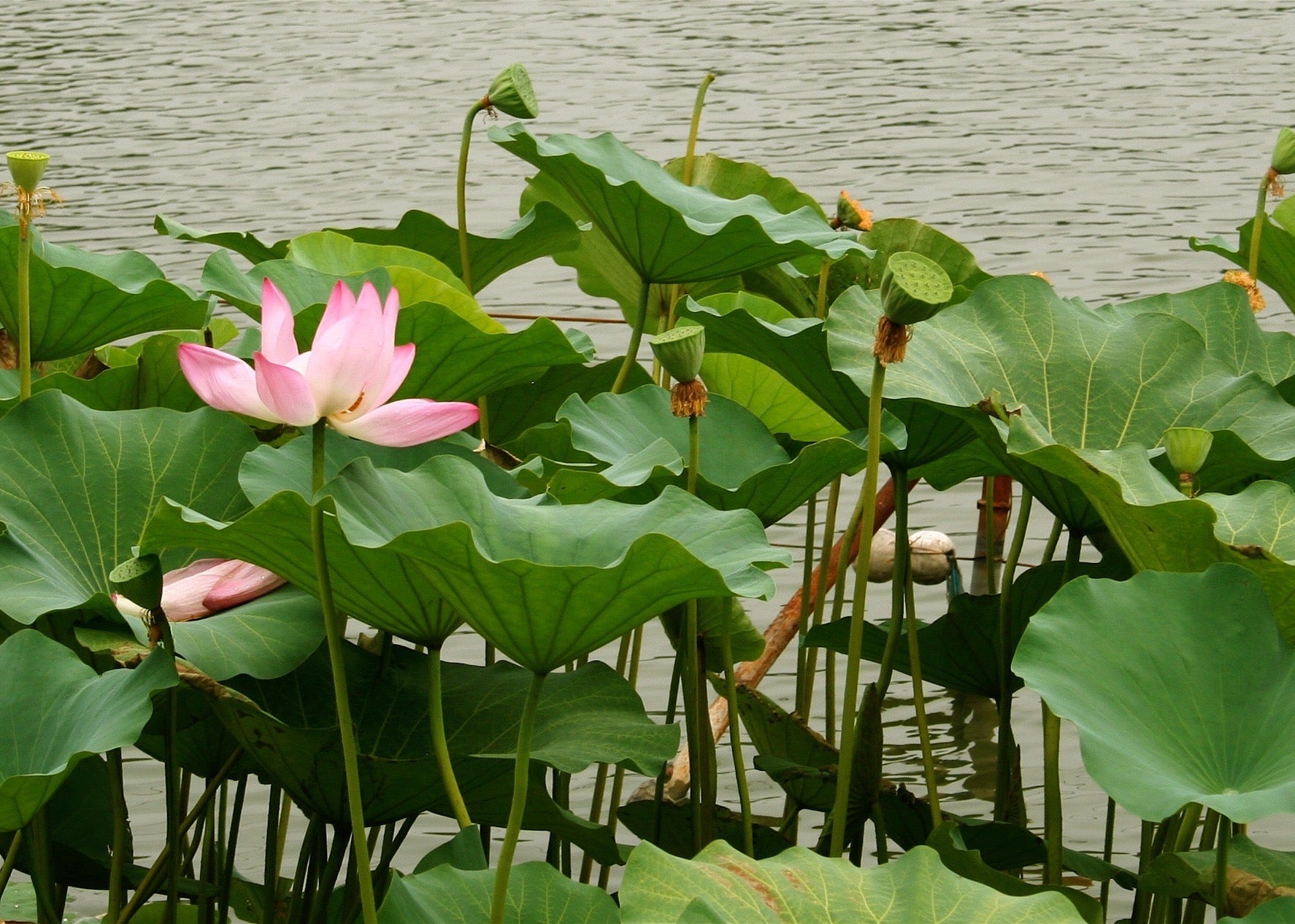 Lilly in the Pond – Premium Matte Landscape Poster